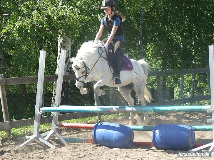 Welsh Mountain (sec A) Gwens Gracie Siggi  - springtræning<3. billede 6