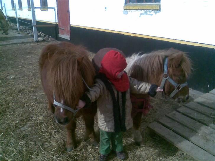 Shetlænder hannibal billede 6