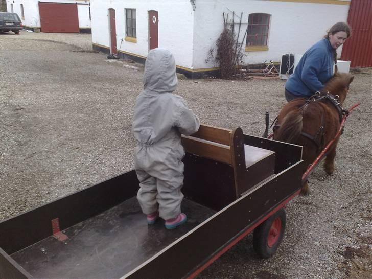 Shetlænder hannibal - se hvor pænt han står billede 7