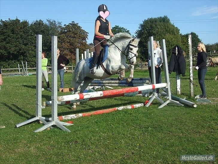 Welsh Mountain (sec A) Gwens Gracie Siggi  - elsker dig.. billede 11