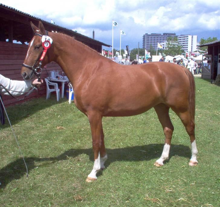 Frederiksborg Vivaldi´s Tess - Vivaldi´s Tess på dyrskue 2004. Året efter blev hun kåret som " Årets hoppe 2005 ". billede 8