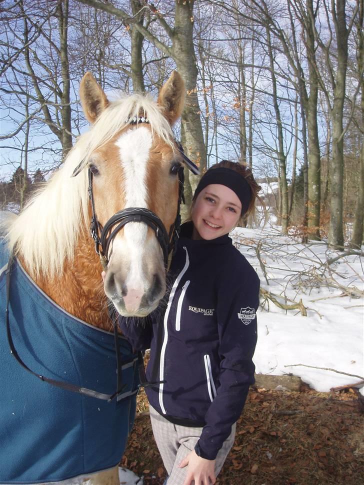 Haflinger Stabejs Dybdal<33 - hey se den dejlige pony der ;) Foto Rosa T Jensen <33 billede 3