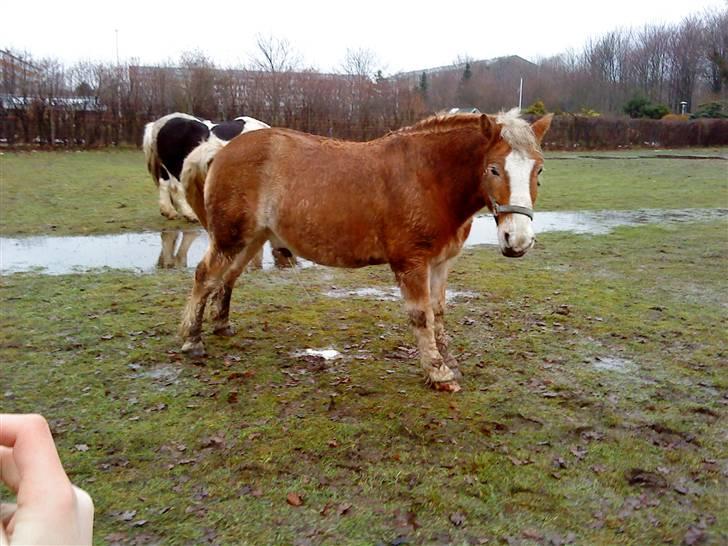 Haflinger Heraues. Gl. passer - Hego tisser xD<3 Nr. 20 billede 20