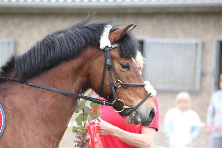 New Forest Mankehøjs Kaval - (2)  premieoverrekelse blev nummer 2 i en LB (: foto: Team Ondo :] billede 2