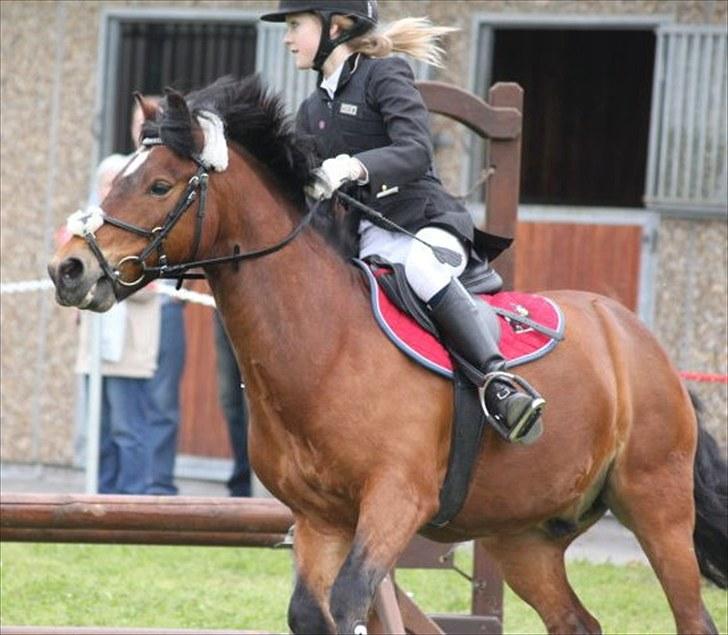 New Forest Mankehøjs Kaval - (4)  omspringning <3 VANDT(; på staldkönig :D foto: Team Ondo :] billede 4