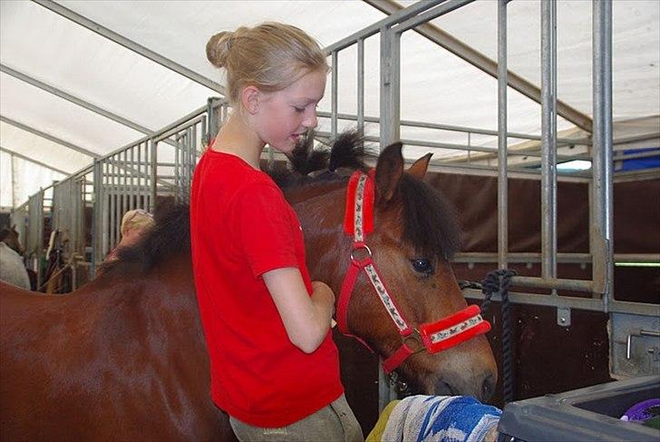 New Forest Mankehøjs Kaval - (7)  SpringCamp. Vi er ved at gøre klar til striglekonkurence :) foto: Mathilde Mågård Hansen billede 7