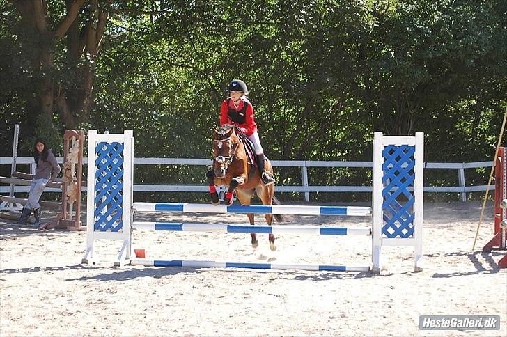 New Forest Mankehøjs Kaval - (8)  LB til Klubmester :) foto: Pernille billede 8