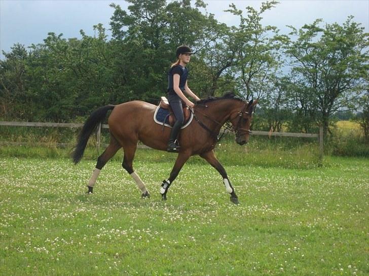 Dansk Varmblod Højvangs Colett -  uh hun er skøn :)) billede 14