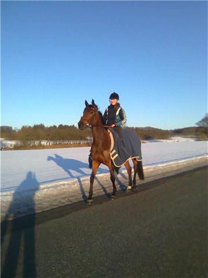 Dansk Varmblod Højvangs Colett billede 15