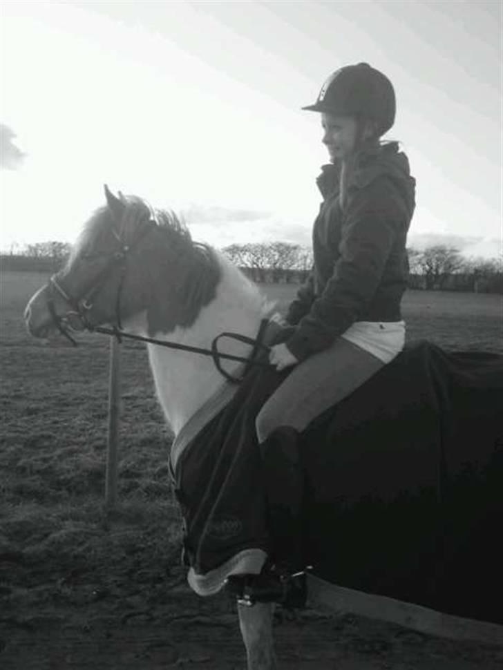 Welsh Mountain (sec A) Sasia(Pølle) SOLGT - hygge tur ved vejen :) billede 10