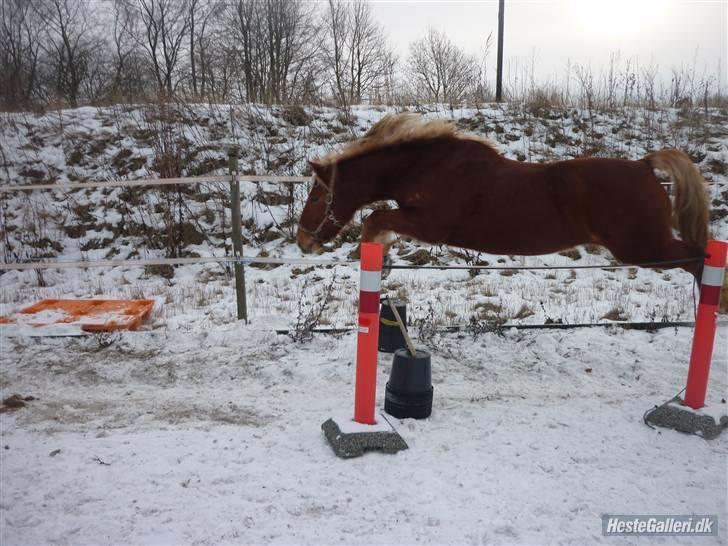 Haflinger jumber*Mit et og alt* - første gang du lystspringer godt gået mindreng <3<3foto:mig billede 18