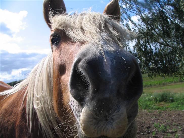 Jyde Troja R.I.P 18/10-2010 billede 20