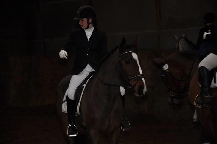 Anden særlig race Herkules Proud <3 (solgt) - Så skal programmet lige på plads inden man skal ind på banen ´ fanget i et gyldent øjeblik´ :) foto: Maria billede 11