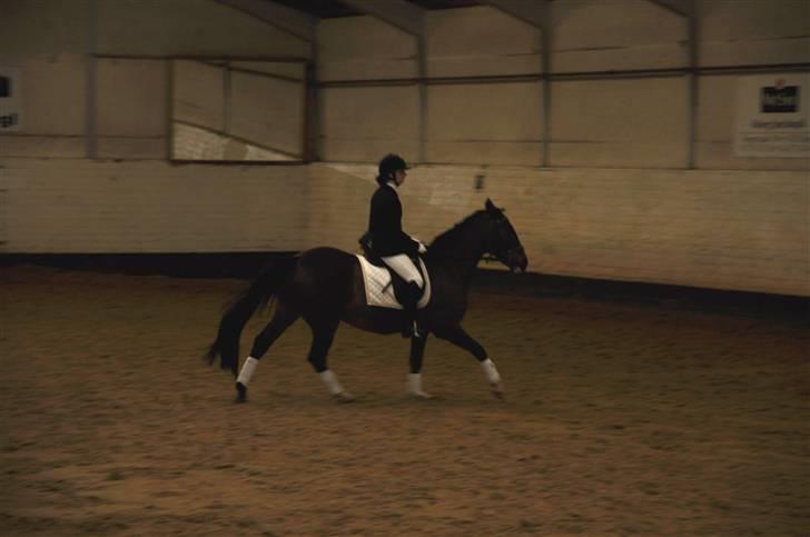 Anden særlig race Herkules Proud <3 (solgt) - Galop på galop-hesten over alle galop-heste...- sæt hatten på skrå og rid der ud af:) foto: Maria billede 13