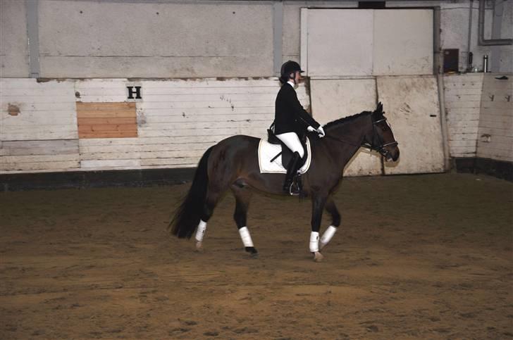 Anden særlig race Herkules Proud <3 (solgt) - så er der ikke mere stævne for denne omgang...- her er jeg på  vej op for at stikke dommeren en flad:) foto: Maria billede 15