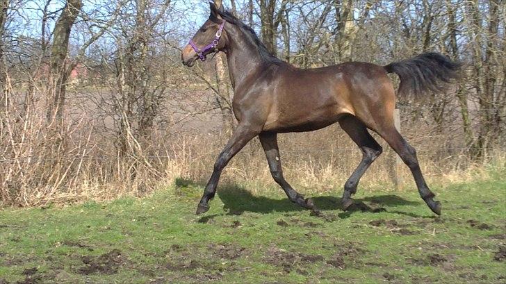 Dansk Varmblod Sunshine cheri af temptation - 10 minuter gammel billede 5