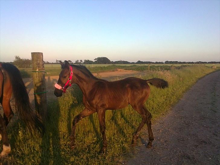 Dansk Varmblod Sunshine cheri af temptation billede 6