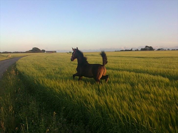 Dansk Varmblod Sunshine cheri af temptation billede 9