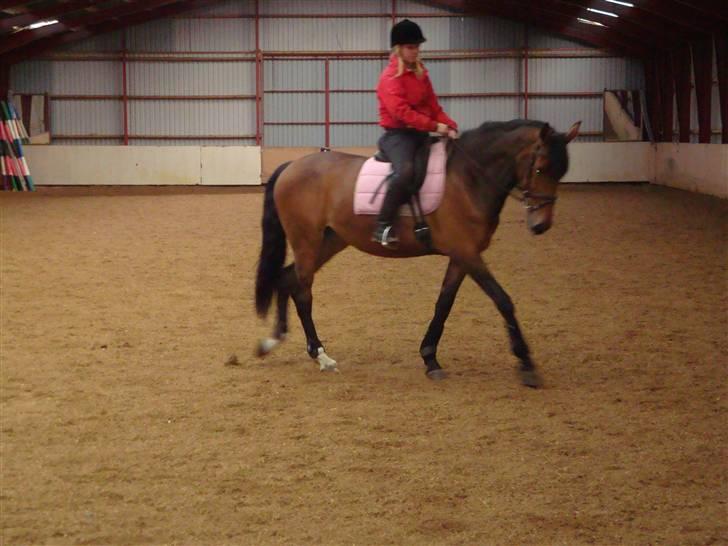 Dansk Varmblod Nørgårds Lamira billede 14