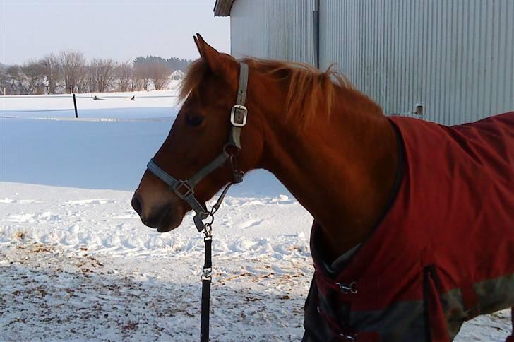 Tysk Sportspony Cassy  billede 19