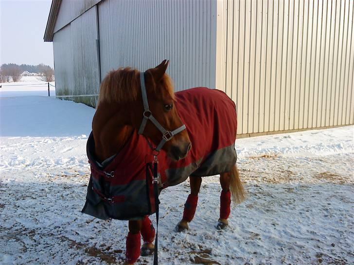 Tysk Sportspony Cassy  billede 20