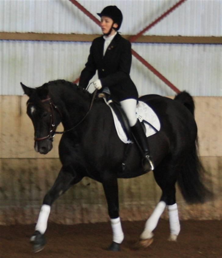 Dansk Varmblod baya - stævne i grinsted oktober 2009 billede 15