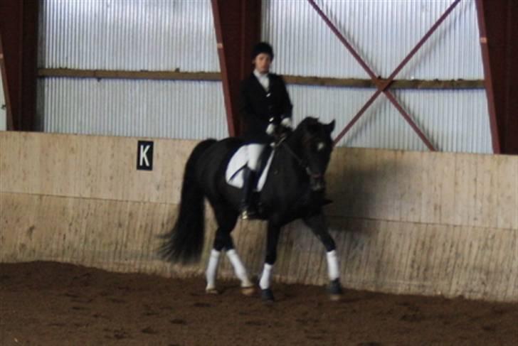 Dansk Varmblod baya - stævne 2009 billede 16