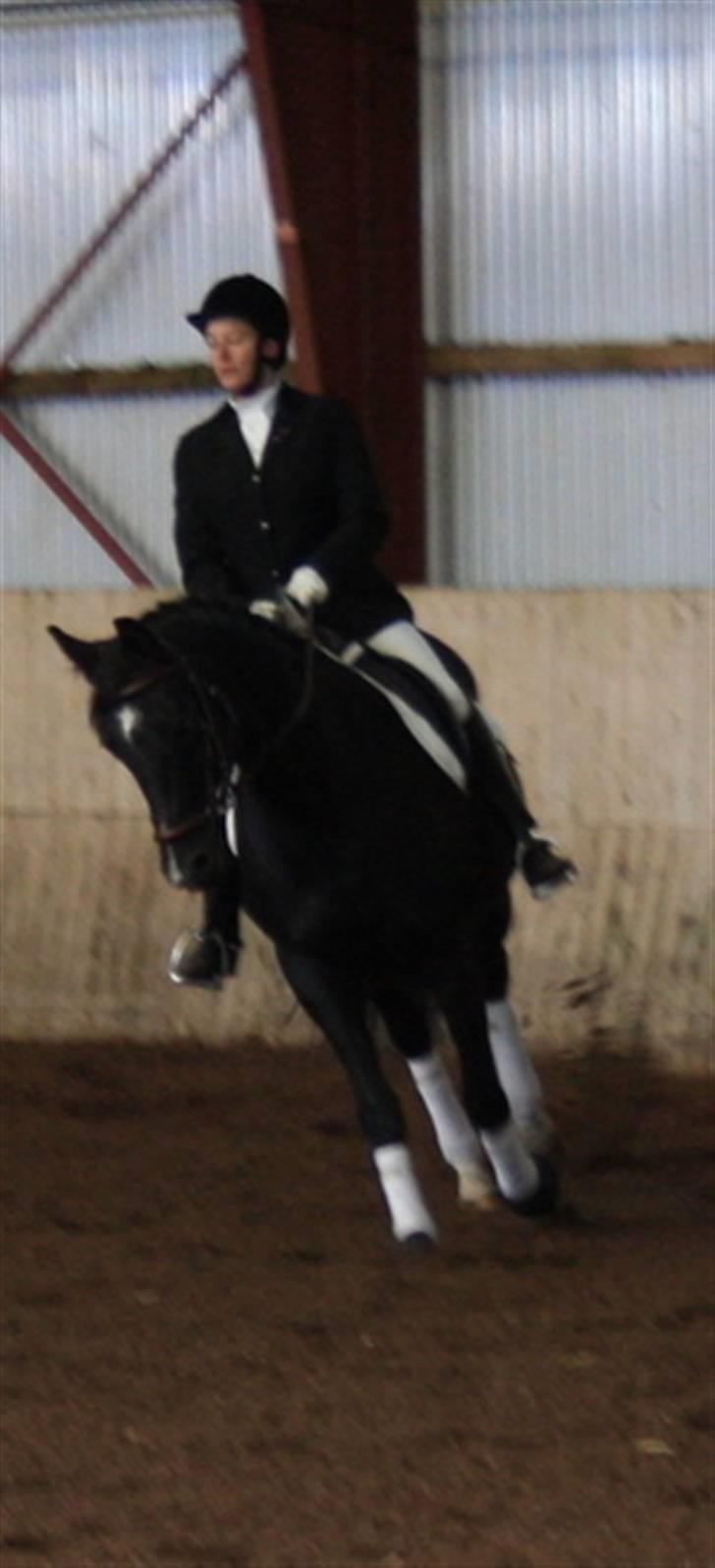 Dansk Varmblod baya - stævne efteråret 2009 billede 17