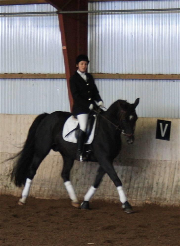 Dansk Varmblod baya - stævne 2009 billede 18