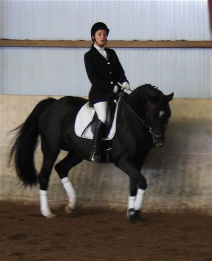 Dansk Varmblod baya - stævne i grindsted okt. 2009 billede 19