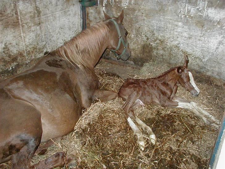 Arabisk fuldblod (OX) Keiko - Næsten lige kommet ud.. billede 2