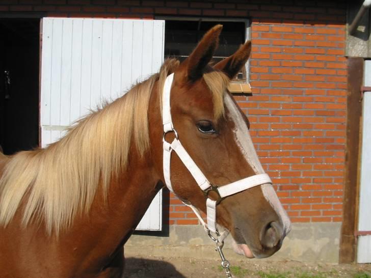 Arabisk fuldblod (OX) Keiko - Smukke dreng:-) billede 3