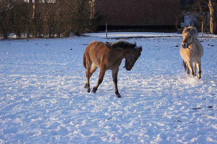 Anden særlig race Prinsesse Luna SOLGT - og vi bøjer af <3 Fotograf: Frederieke billede 20
