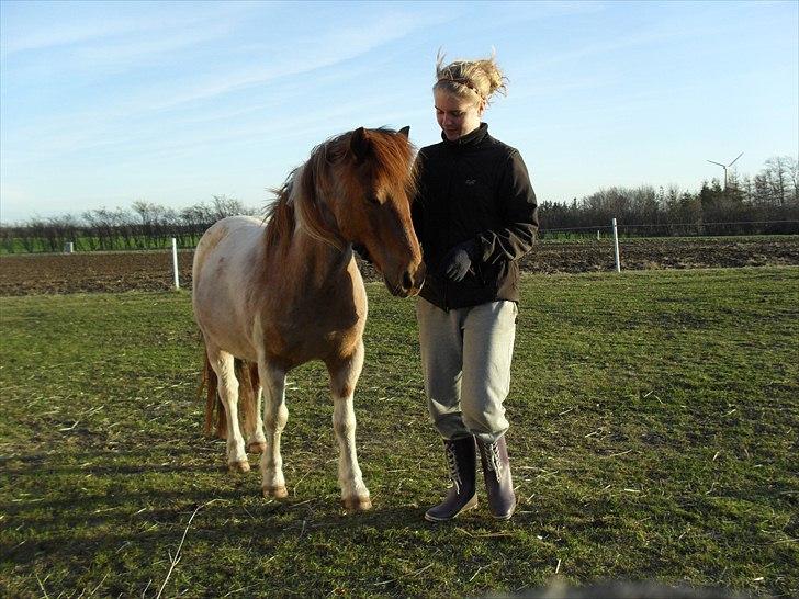 Shetlænder /Islænder Rasmus Klump. billede 15