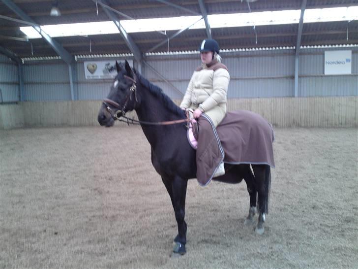 Anden særlig race Sonda Ferry billede 20