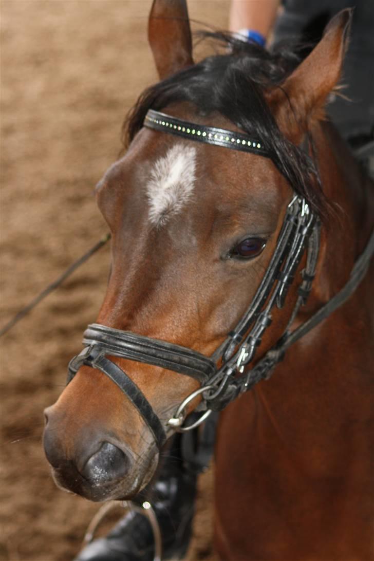 Anden særlig race Højgård Magic Star billede 10