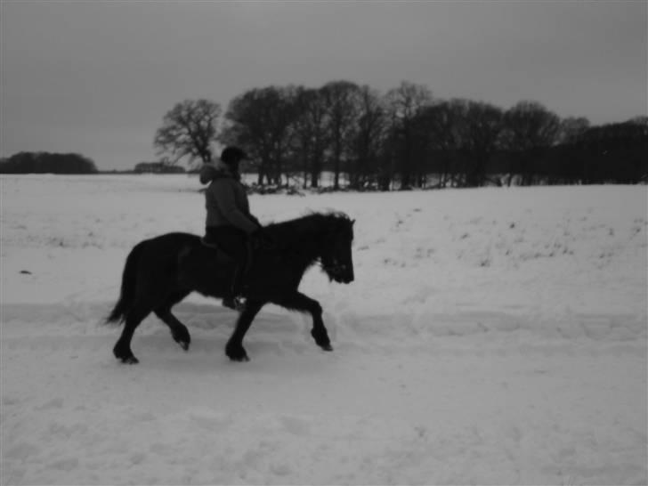 Islænder Josefina frá Vakurstödum  billede 17