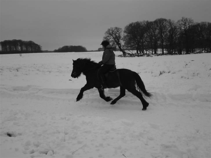 Islænder Josefina frá Vakurstödum  billede 18