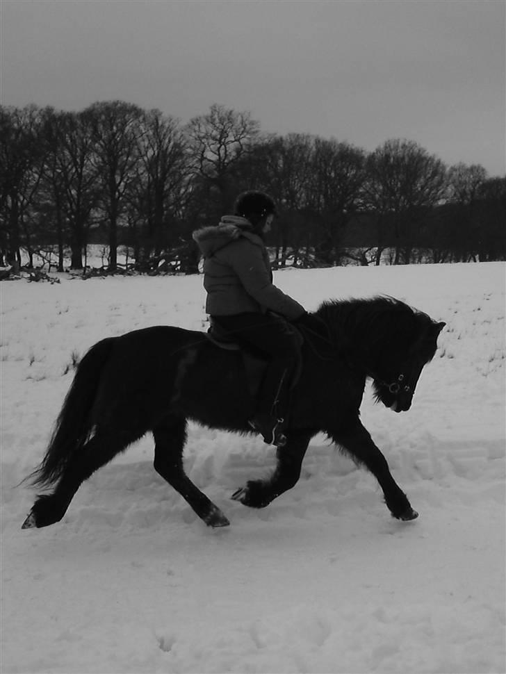 Islænder Josefina frá Vakurstödum  billede 19