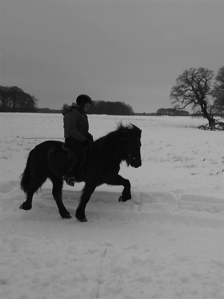 Islænder Josefina frá Vakurstödum  billede 20