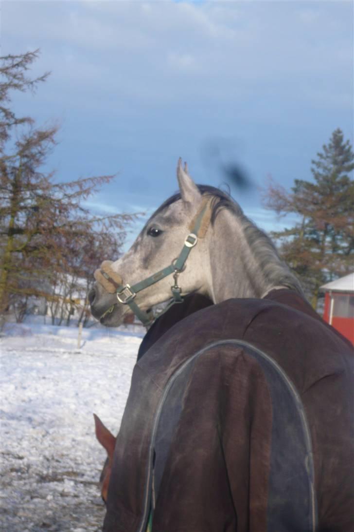 Arabisk fuldblod (OX) Kahfaz R.I.P - Marts 2010  billede 10