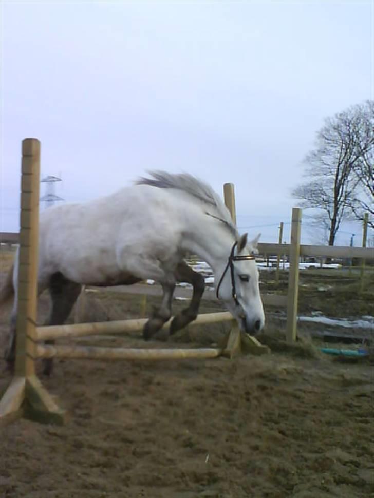 Anden særlig race Lísé<3  - Lise kan også springe?<3 billede 6