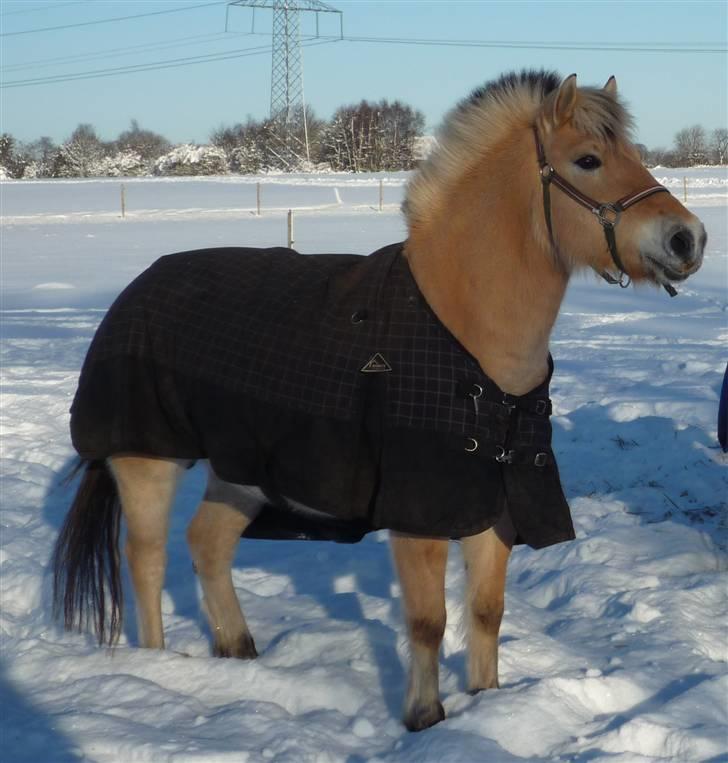 Fjordhest Flicka <,33 *solgt* billede 17