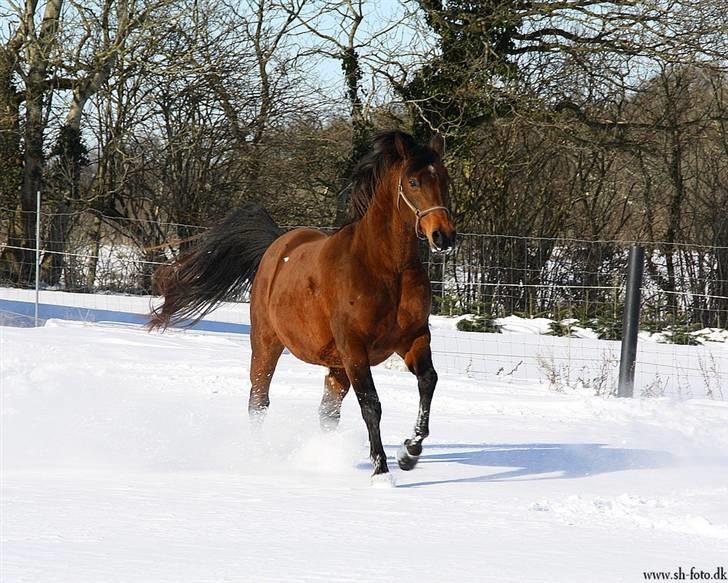 Anden særlig race Sani Cheval billede 13