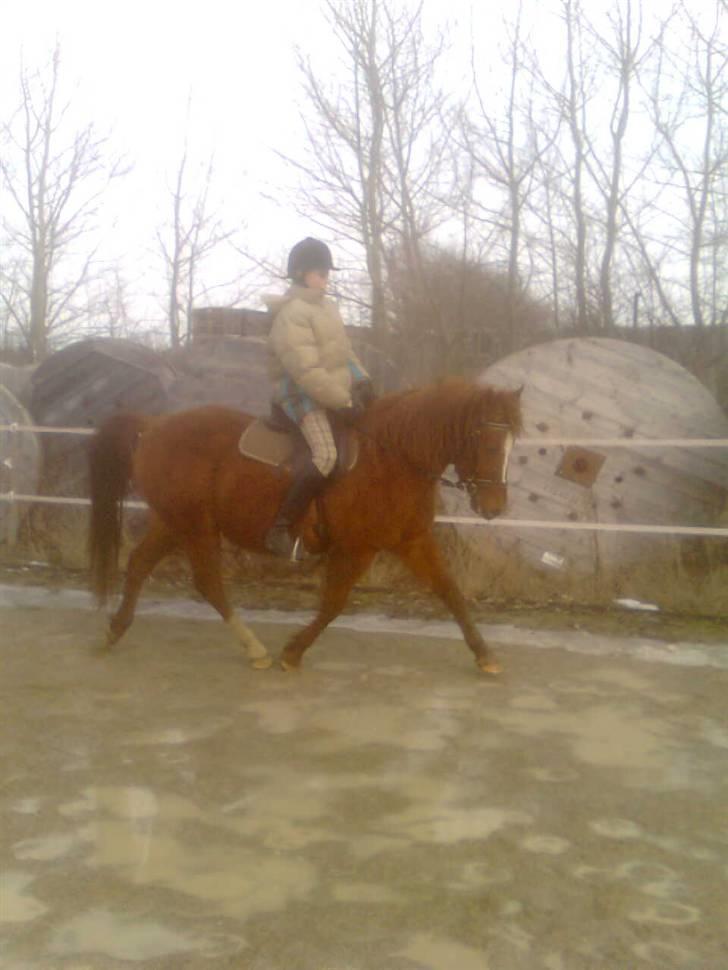 Anden særlig race /Araber Kasmir DØD - marie som kunne få kasmir til at gå utrolig pænt hun fik ham enda i holding :D stærkt gået rolle<3 billede 9