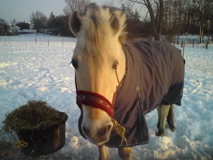 Fjordhest Eleiza*min fjolle* R.I.P - Eleiza her i vintenen billede 13