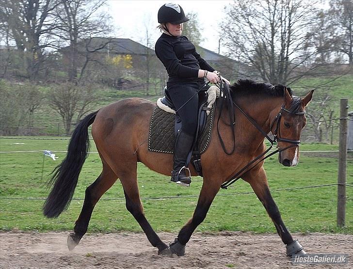 Anden særlig race Nygaards Beebob billede 17