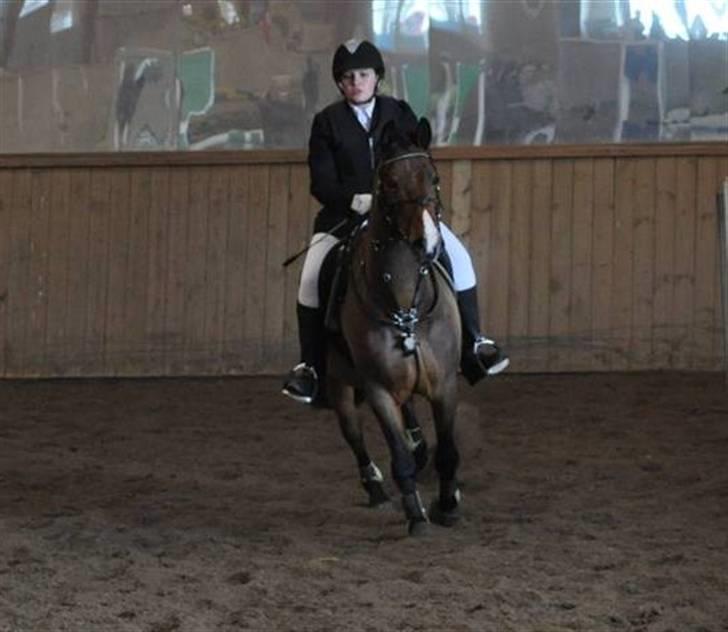 Anden særlig race Nygaards Beebob billede 19