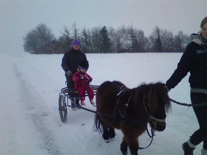 Shetlænder Buller - Buller med vogn for aller første gang.... billede 12