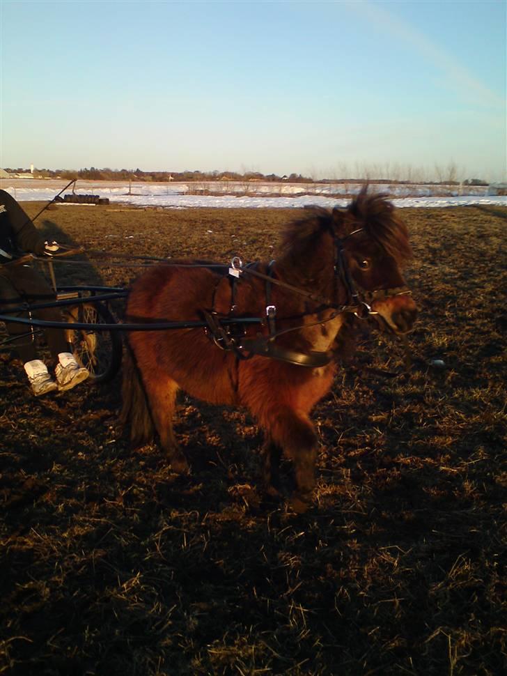 Shetlænder Buller - Buller og Camilla på egen hånd, han lærte det sgu hurtigt!! billede 13